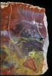 Vibrant Tall Arizona Petrified Wood Bookends #29141-2